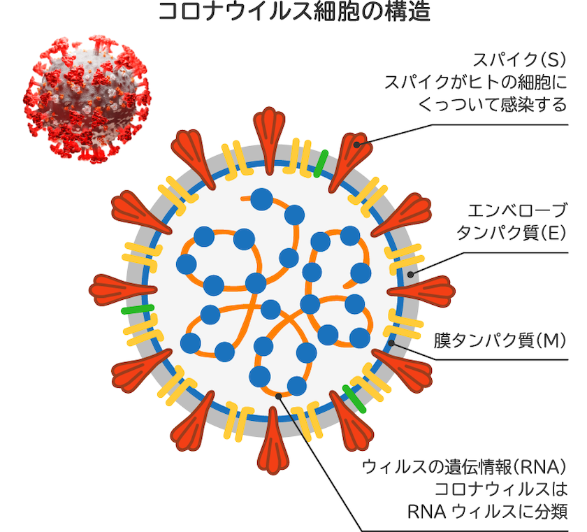 コロナウイルスの細胞の構造