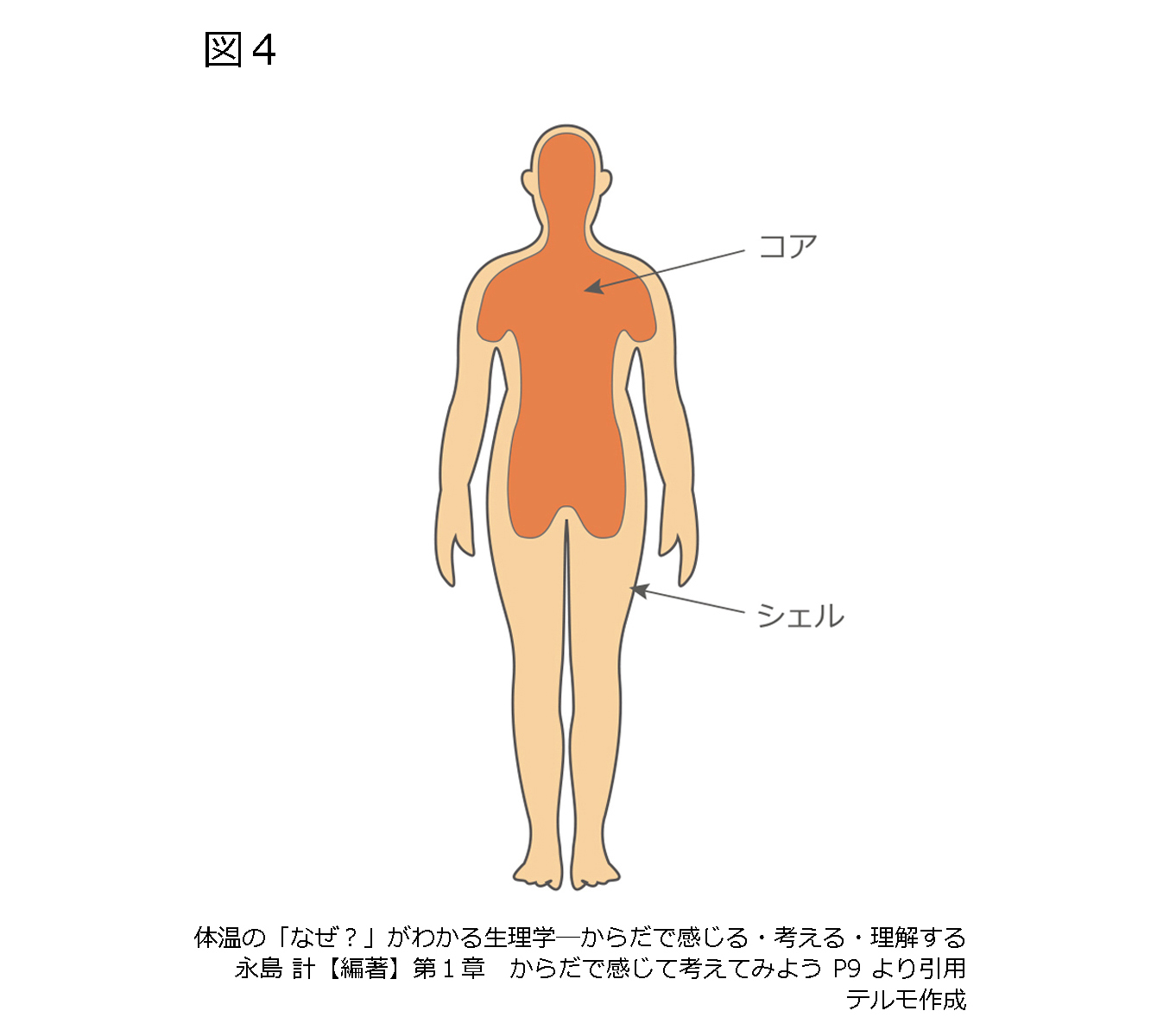 知っておきたい体温の話 豆知識 体温研究所レポート テルモ体温研究所