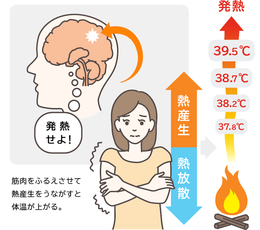 脳の視床下部が発熱を命令するしくみのイメージ図