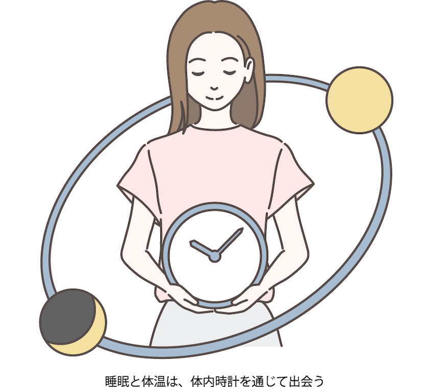 睡眠と体温が体内時計を通して影響しあうイメージ図