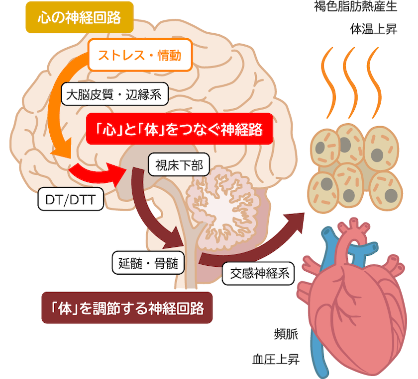 図１　心と体をつなぐ神経路