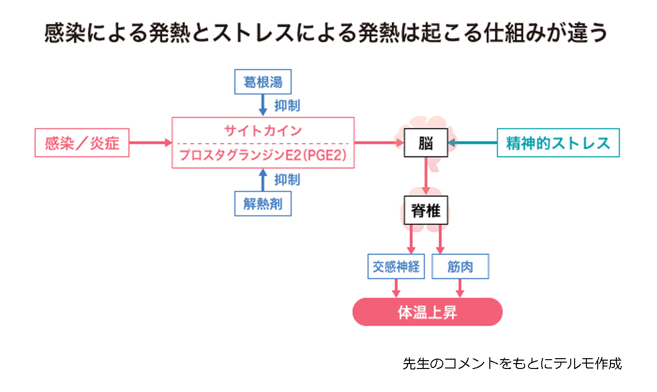 図１　感染による発熱とストレスによる発熱は起こる仕組みがちがう